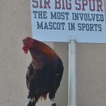 One of our special guests was the live Gamecock, Sir Big Spur> he is sitting on his perch with a sign behind him: Sir Big Spur, the most involved mascot in sports.
